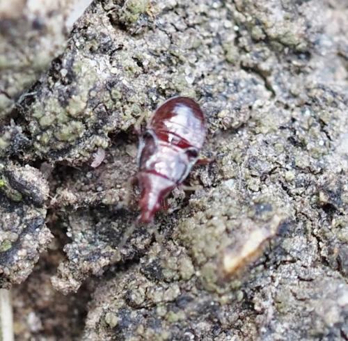 Anthocoris sp.
